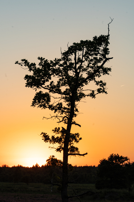 zonsondergang heide