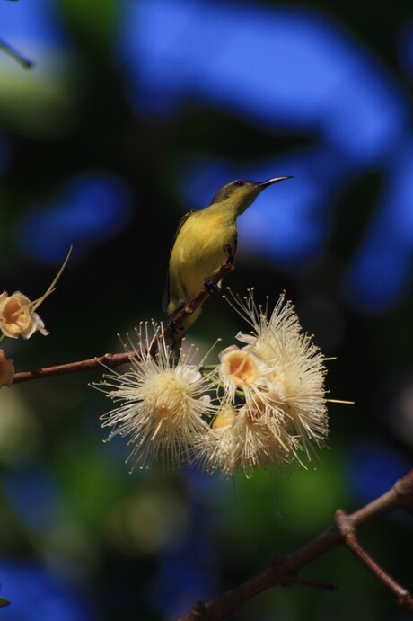 Sunbird in Macoppa tree Philippines.