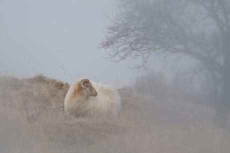 Ochtendsfeer in de Amsterdamse Waterleidingduinen.