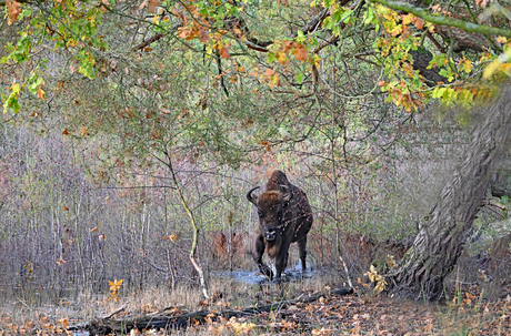 wisent