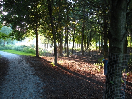 Zon in het bos 2