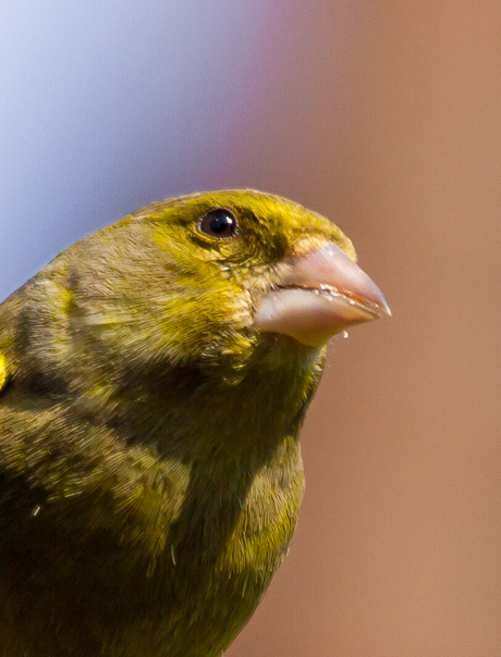 portret groenling