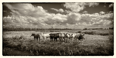 Hollands landschap