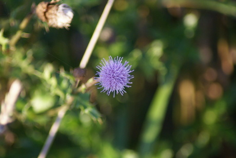 distel