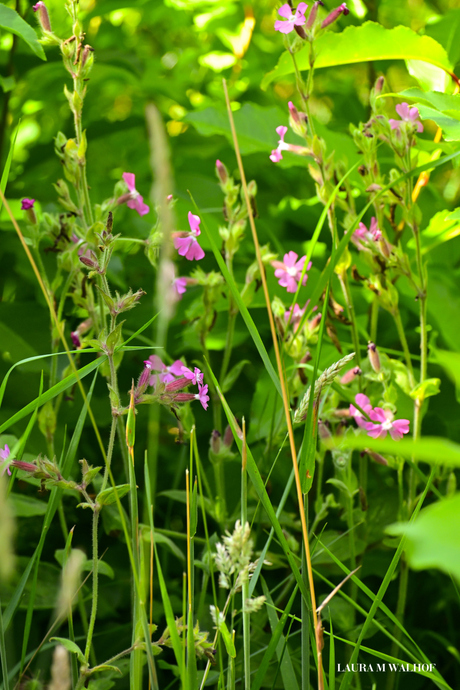 Roze ooievaarsbek