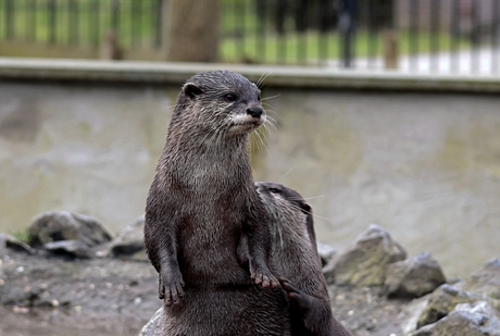 Otter op de uitkijk