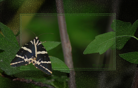 Vlinder ; Panaxia Quadri-punctaria