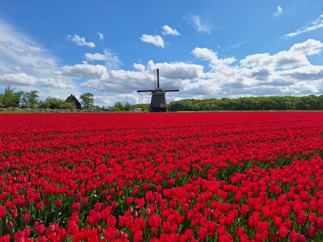 Hollands plaatje 