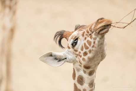 Het Takje - World Photography Day ..