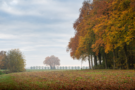 Een mistige Herfst ochtend. 