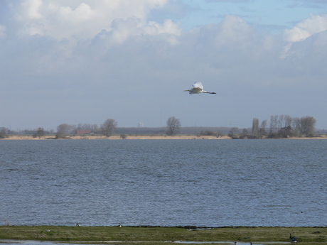 witte reiger