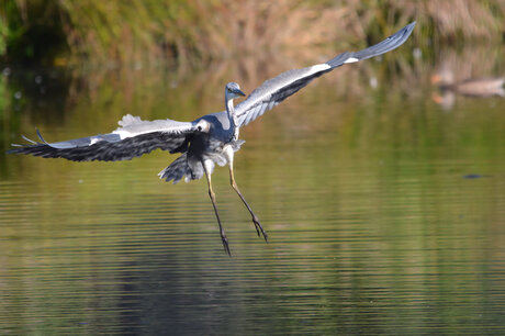 Landing Blauwe reiger.