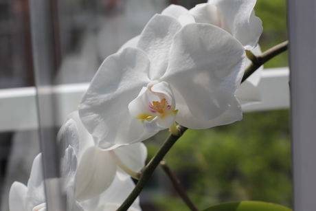 Witte Orchidee (4)