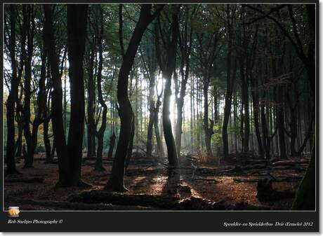 Speulder- en Sprielderbos Drie (Ermelo) 2012