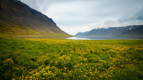 lentebloemen in de Westfjorden