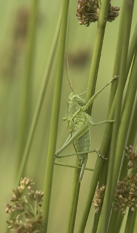 Boomsprinkhaan