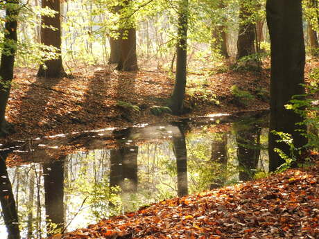 het wordt weer herfst