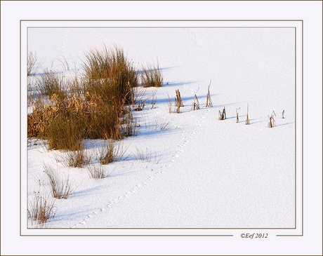 Sporen in de sneeuw