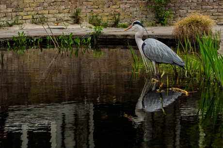 Reiger in de vijver