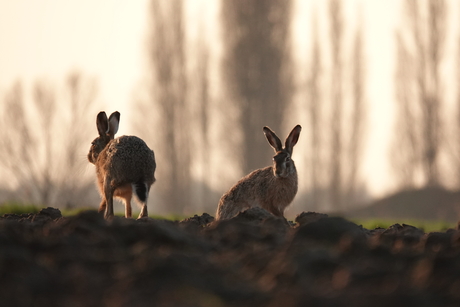 Haasjes in tegenlicht
