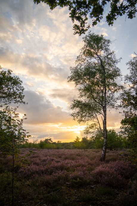 Berk op de heide