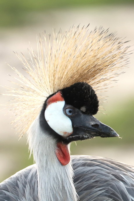 Close-up 2 kraanvogel