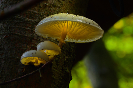 🌌 Betreed de Magische Wereld van Gloeiende Paddenstoelen! 🌌