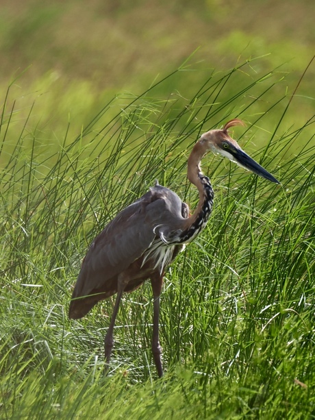 Reuzenreiger of goliathreiger