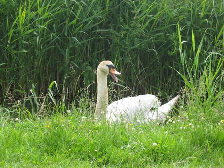 Zwaan in bescherming