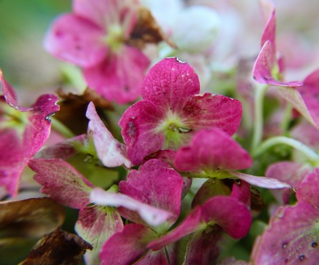 Dichtbij foto uitgebloeide hortensia