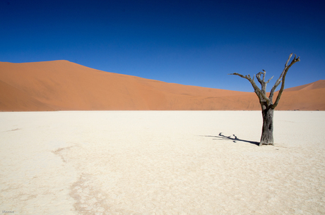 Dead vlei