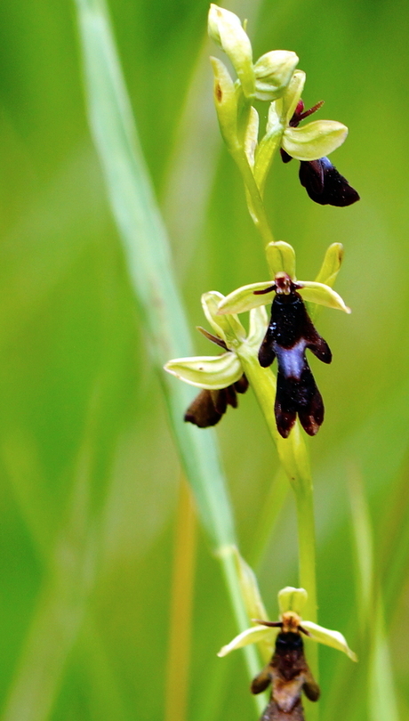 Vliegenorchis ( Ophrys insectifera )