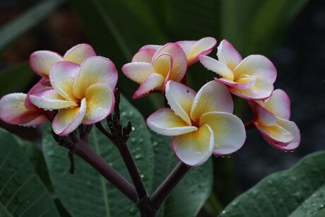 bloem van Thailand