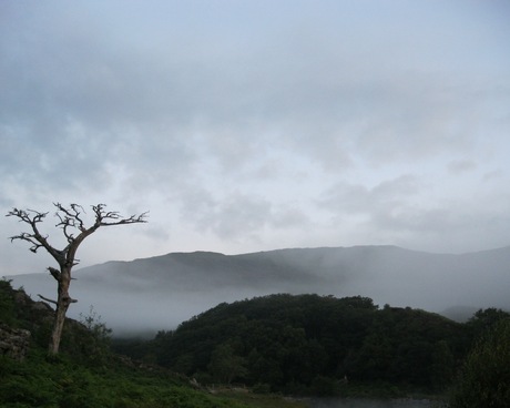 Dode boom Llyn Dinas (Wales).jpg