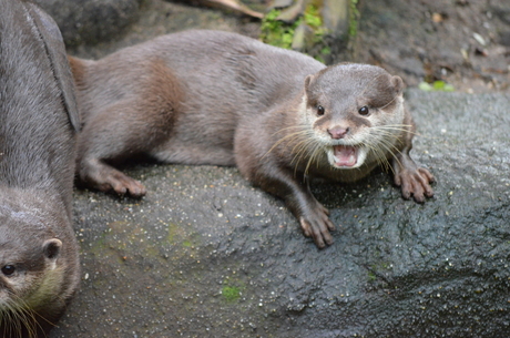 Otter