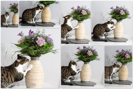 Bloemen en een kat