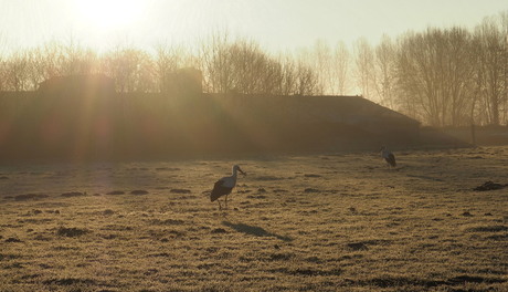 Ooievaars in ochtend mist