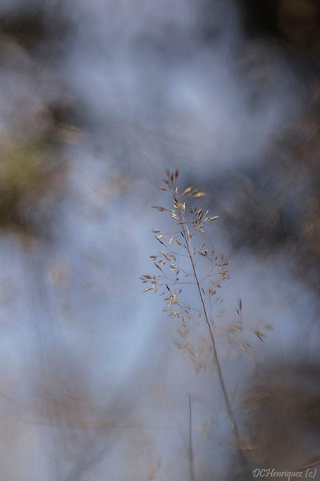 A touch of grass