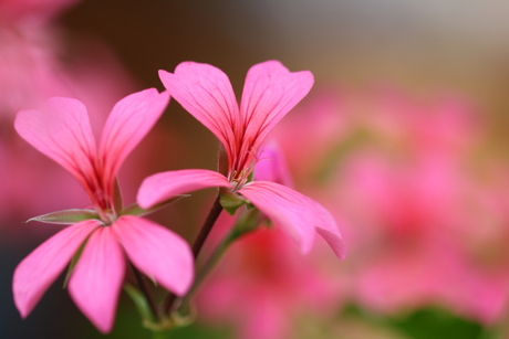 Geranium