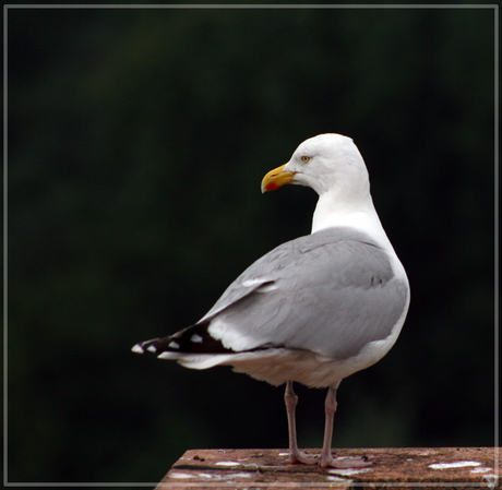 Meeuw op dak