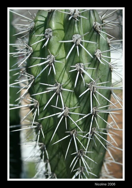 Cactus op Curacao