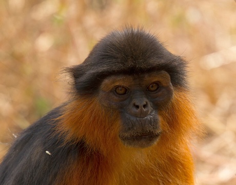 Red Colobus Monkey