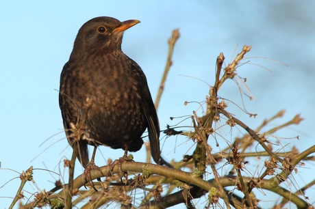 Merel Turdus merula