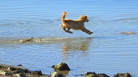 Hond met een voorjaars gevoel even het Wad op (1)