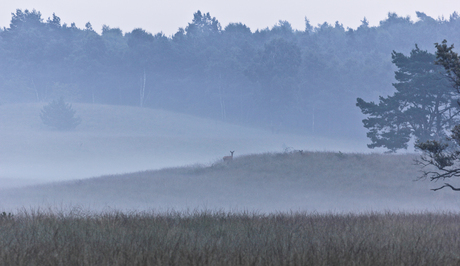 witte wieven en reeen in de vroege morgen