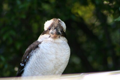 Kookaburra