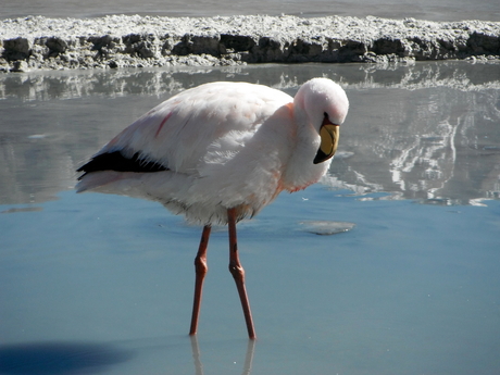 Flamingo