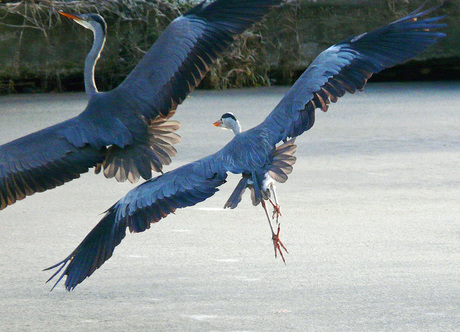 twee Reigers