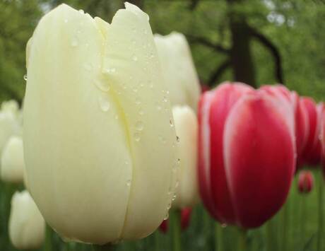 bloemen in de bollenstreek