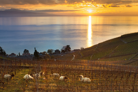 Zonsondergang boven het meer van Genève